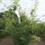 Amelanchier lamarckii meerstammig